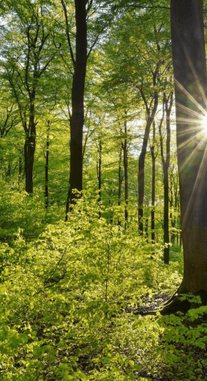 forest